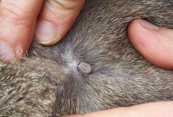 Attached tick in animal fur