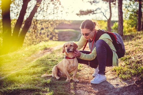 Person tager en flåt af hunds pels