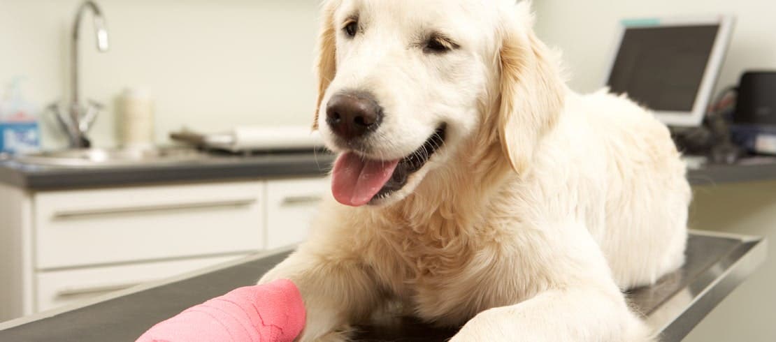 A golden retriever sitting on a vet’s table with a pink cast on its leg.