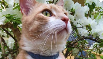 Headshot of a taupe and white cat with a Seresto® collar. Flowering bushes in the background.