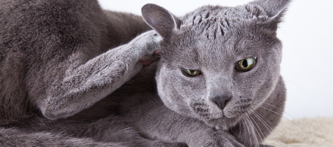  A Chartreux lying and scratching its ear. 