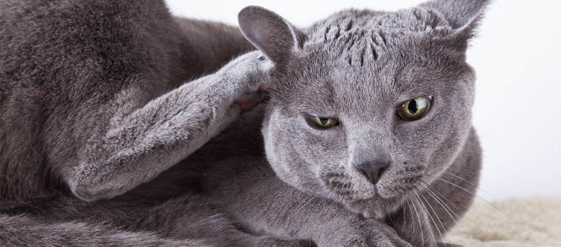 A Chartreux lying and scratching its ear.