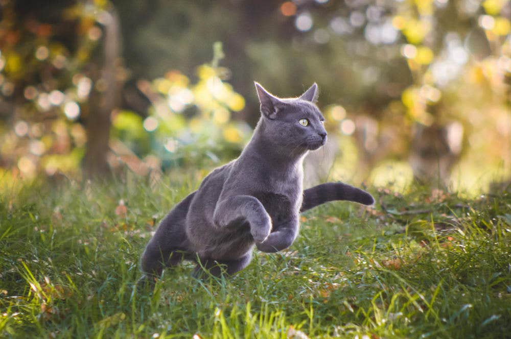 Un chat bleu court à travers une prairie en une journée ensoleillée. 
