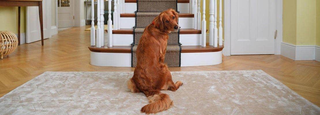 hond_aan_trap