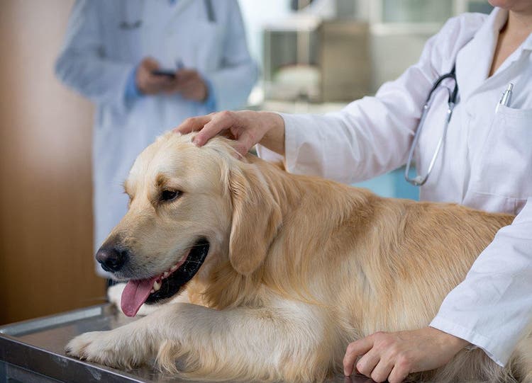 Liegender Hund wird von Tierarzt untersucht