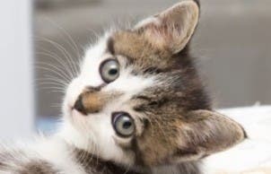 Kitten flea treatment