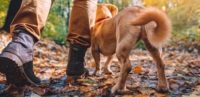 Man wandelt met hond in bos 