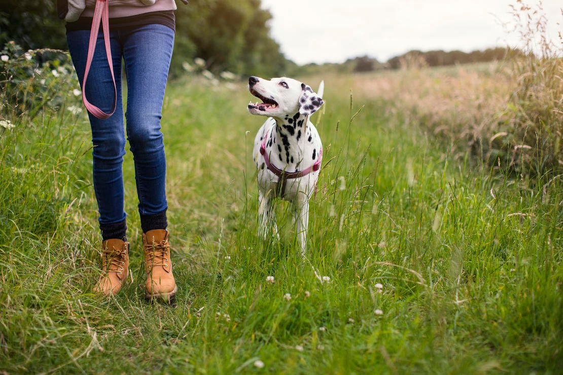 Owner and dog on a walk in field