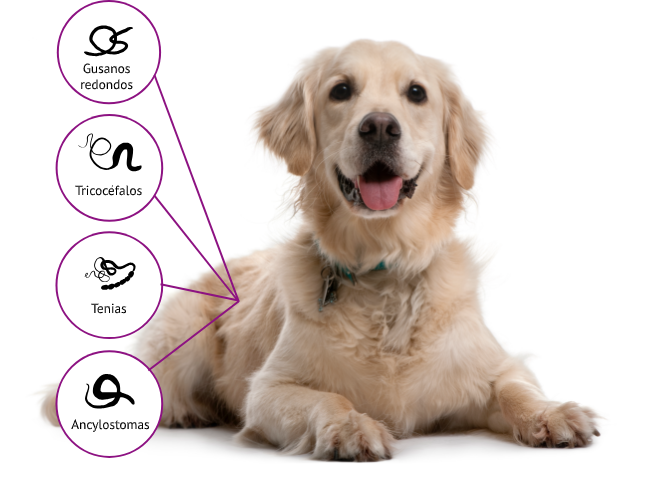 Drontal protege a los perros contra gusanos redondos, tricocéfalos, tenias y ancylostomas 