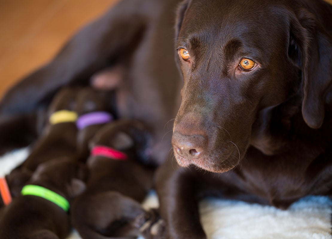 Nursing brown labrador puppies with her mother