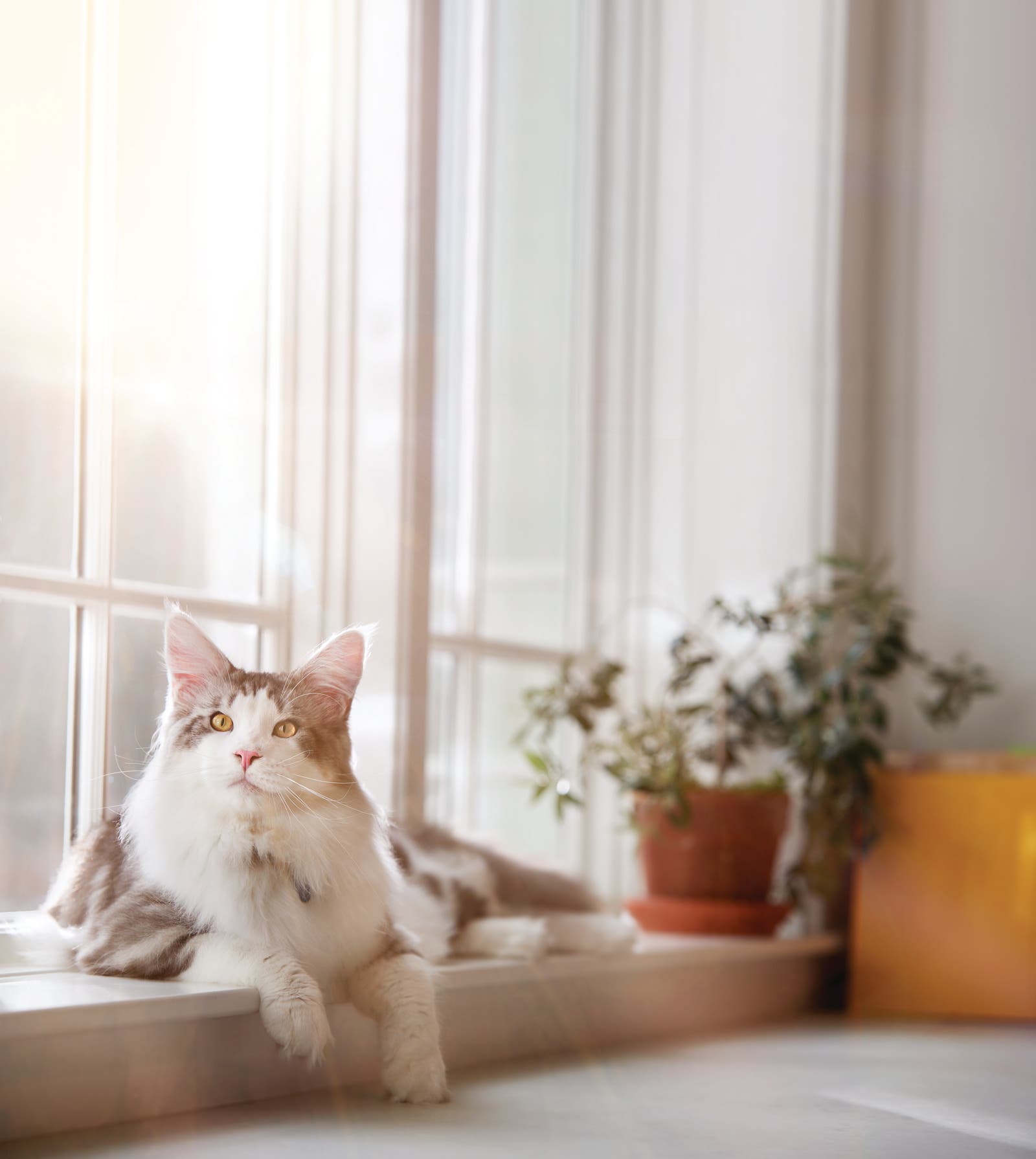 Cat sitting on windowsill