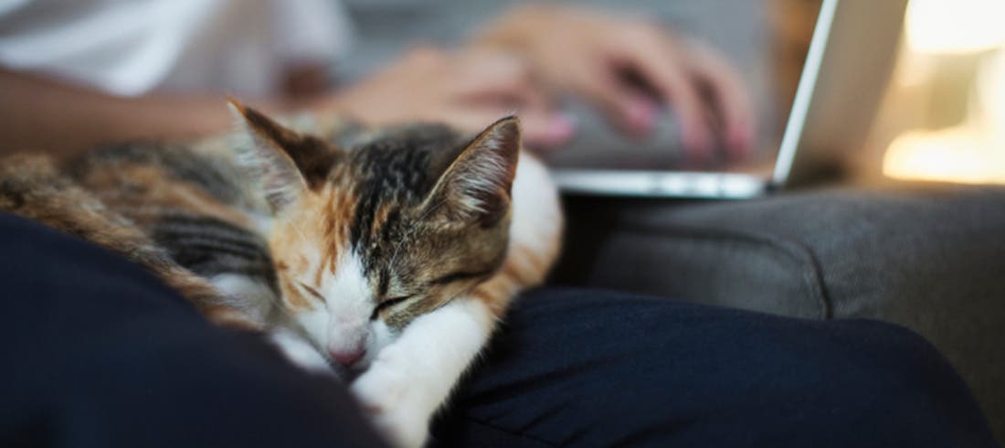 Calico cat sitting on owner’s lap
