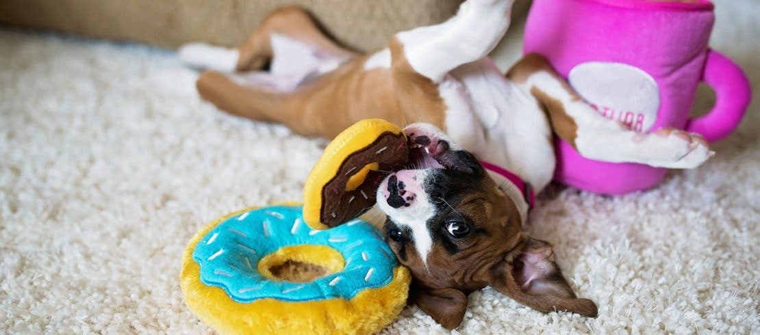 Puppy playing with donut plush toys