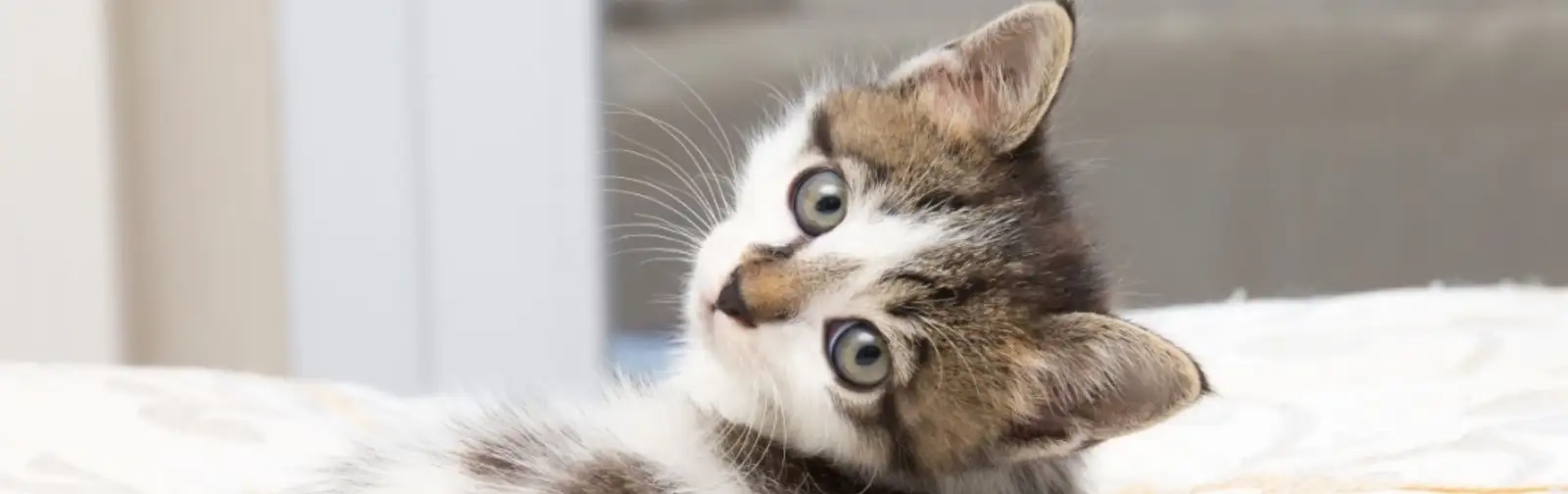 Kitten flea control