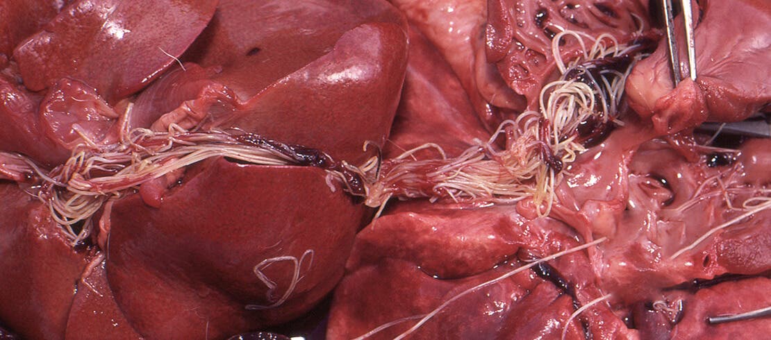 An image of a heartworm infection in a dog’s heart.