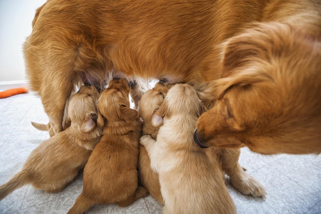 Red golden retriever mom nursing her puppies.