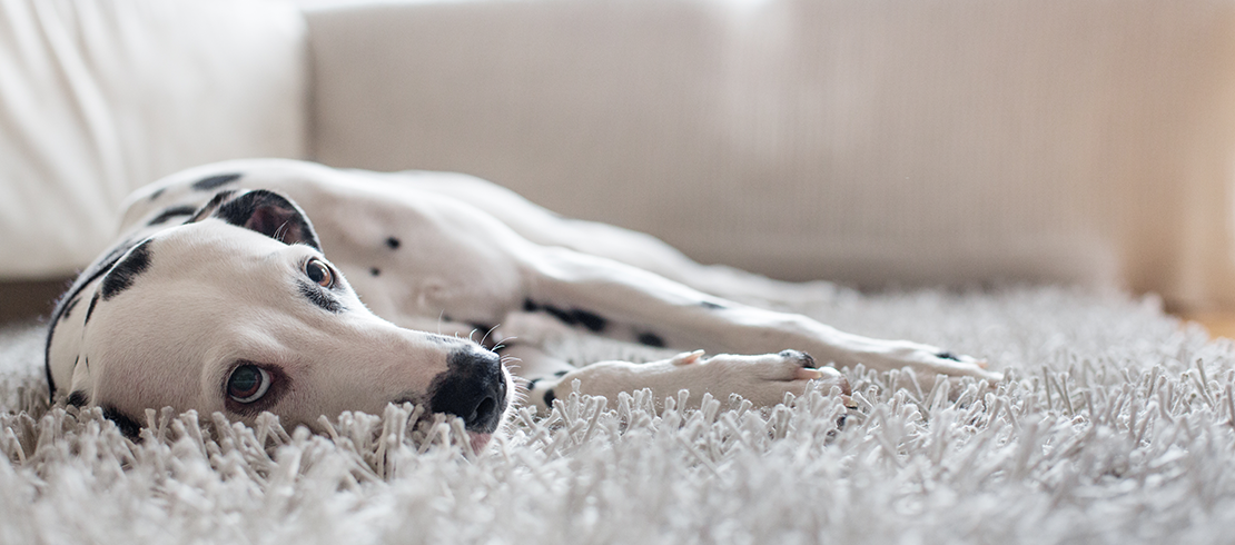  Egy fáradt kutya szőnyegen hever.