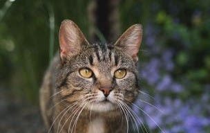 Feral cat at risk of fleas