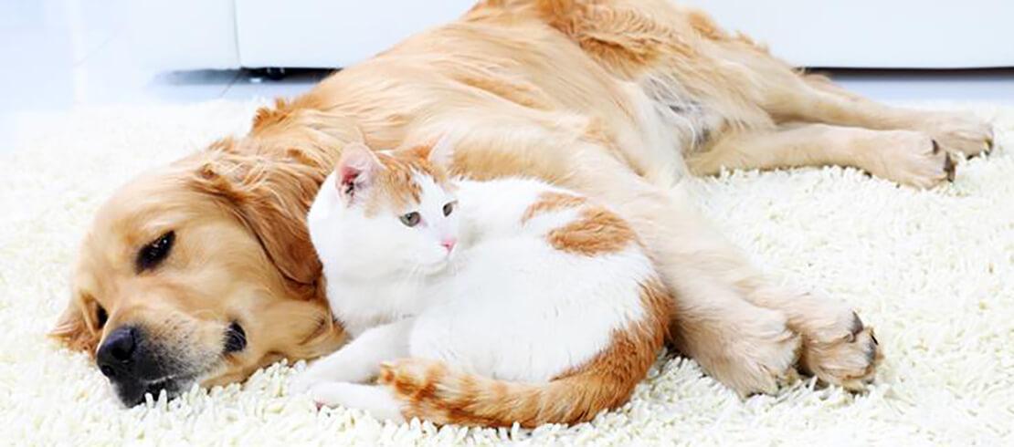 En Golden retriever och en vit och orange katt gosar tillsammans på en matta