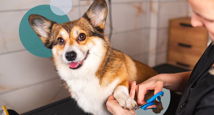 Corgi getting their nails trimmed by owner