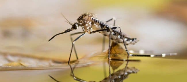 A close shot of mosquito on water about to bite