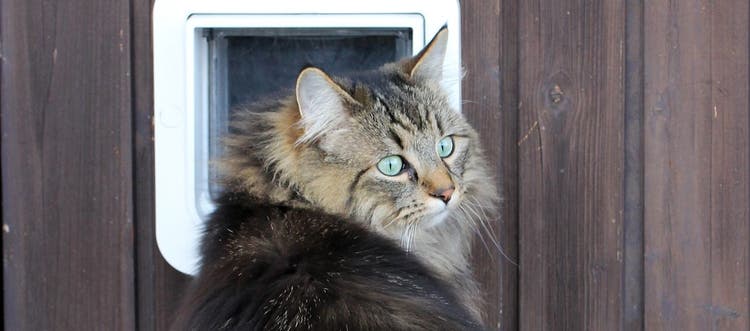 A Norwegian Forest cat standing in front of a cat flap.
