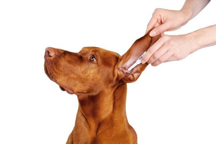 Введение препарата Нептра® в ухо собаки 