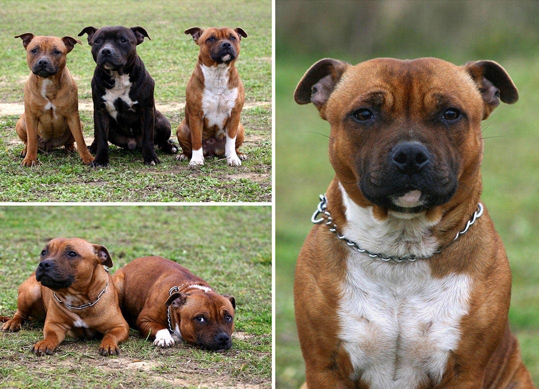 Matilha de Sttafordshire Bull Terrier na natureza