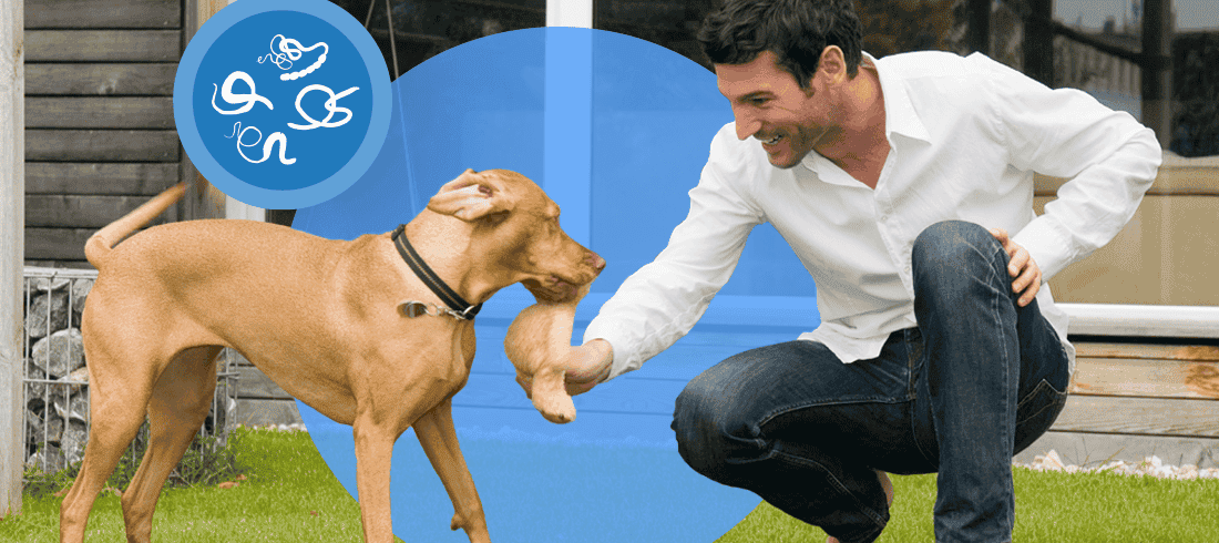 Owner playing in the yard with his brown dog who has intestinal worms