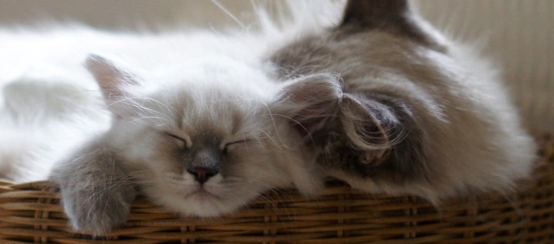 Mother cuddling kitten, the kitten’s mother can pass fleas to her new-born kittens