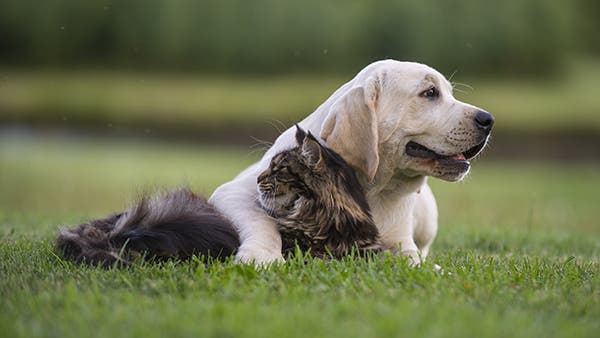 hund och katt i gräset