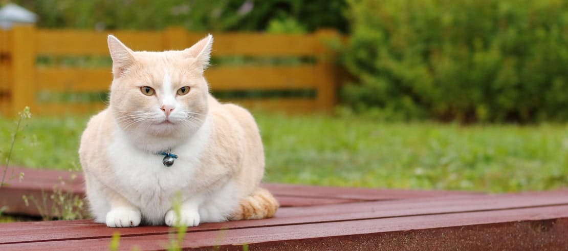 Orange and white cat sitting on a wooden porch in the yard.