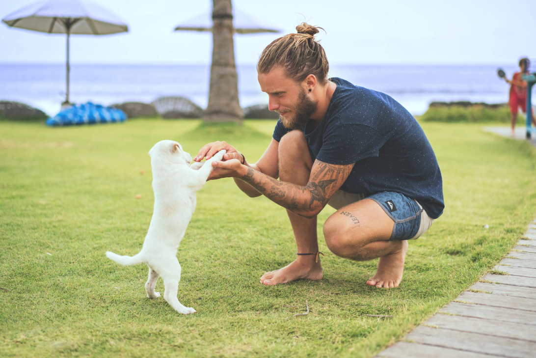 Immagine di come addestrare un cane
