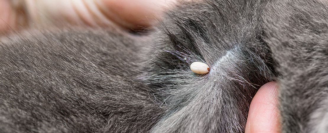 ick sucking blood on dog a tick found on gray-haired cat