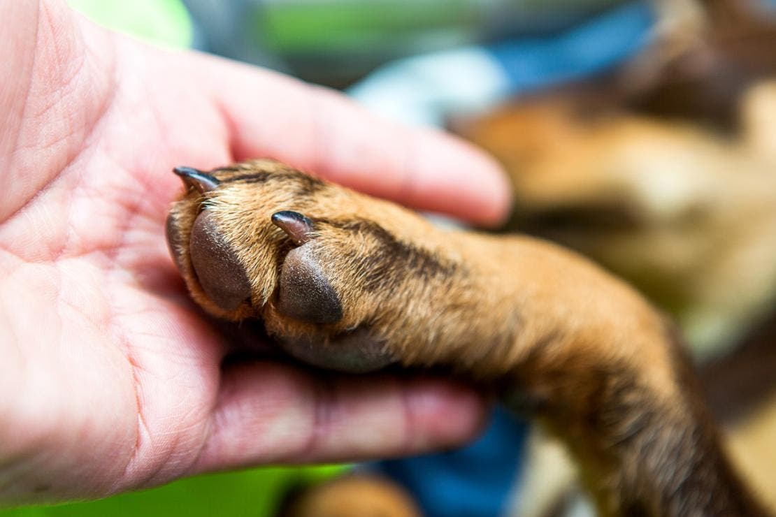 Dog tick prevention