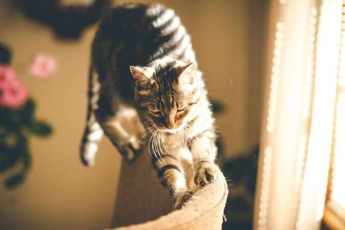 Накладки на когти кошке — как надеть антицарапки коту и как правильно клеить ногти