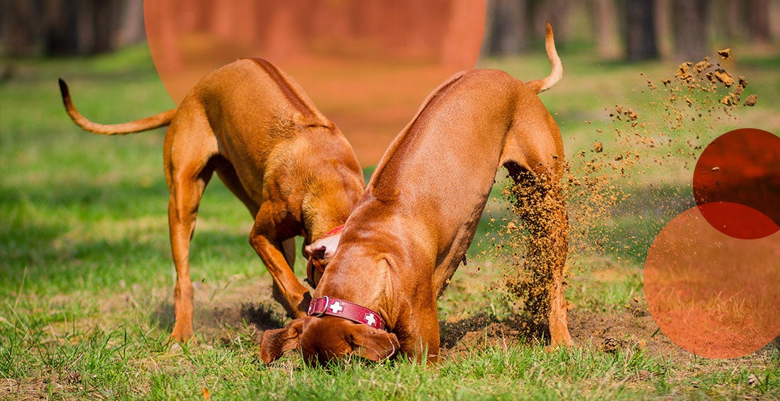 Two dogs digging in a backyard.