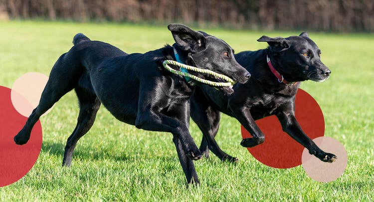 Two black labrador retrievers running through a park with a toy