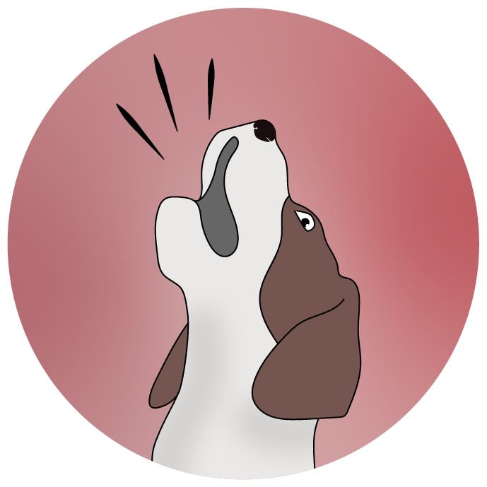 Dogs with ear infections can whimper or bark more than usual