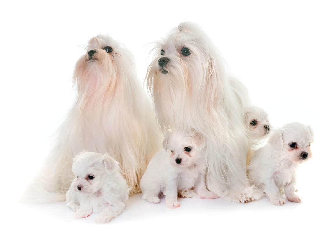 Cuidados bichon maltés