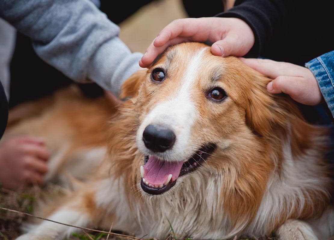 Cachorro recebendo carinho