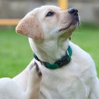 labrador scratching its neck because of fleas