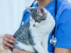 Vet holding cat on a table
