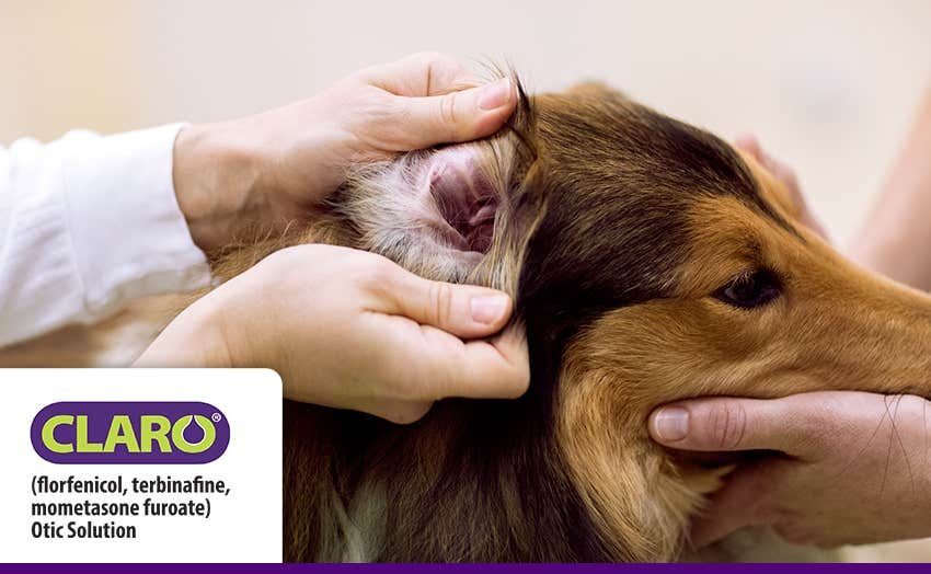 A vet examining a Collie dog’s ear for possible ear infections.