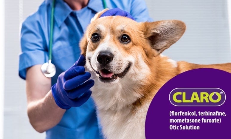 Dog ear infection outlet tablets