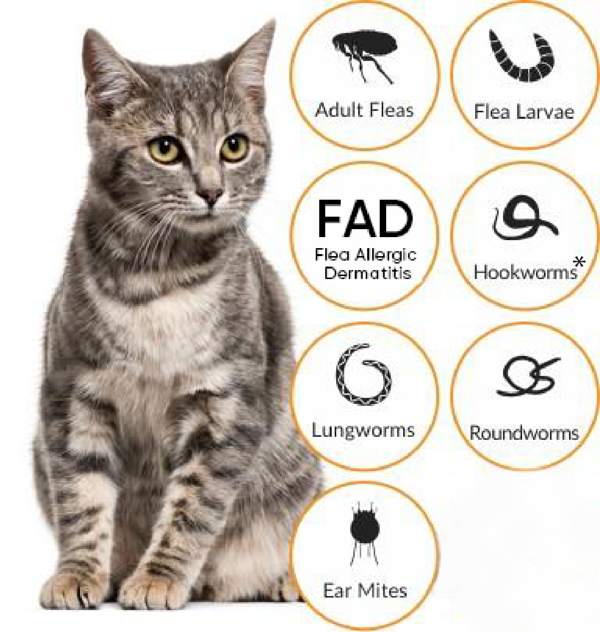 An image showing a cat that is treated with Advocate™ and has parasite protection inside and out from fleas, flea larvae, roundworm, hookworm*, lungworm and ear mites.
* not clinically significant in New Zealand.