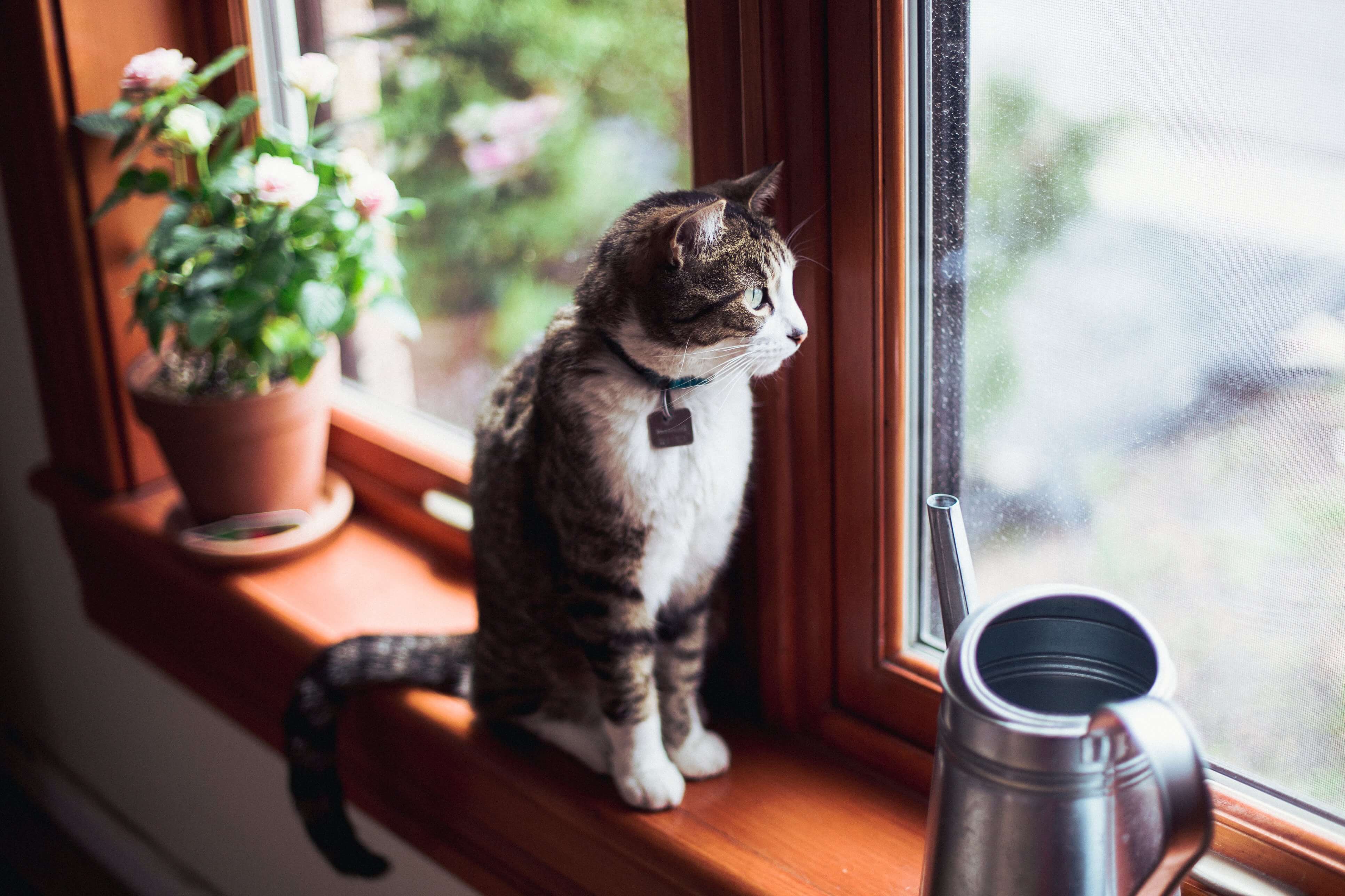 chat qui regarde par la fenetre