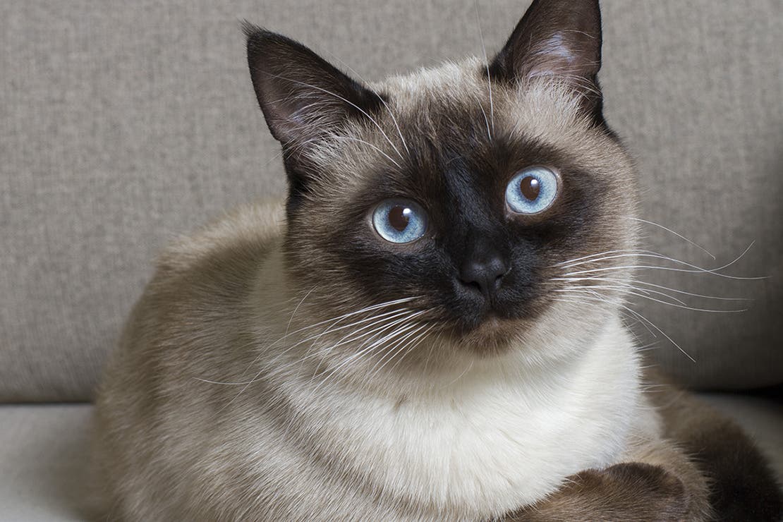 So you're thinking about getting… a Siamese cat