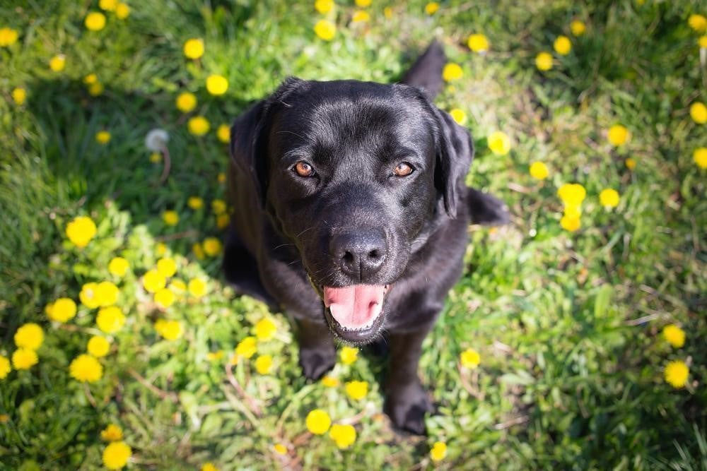 Les parasites indispensables chez le chien que vous devez connaître