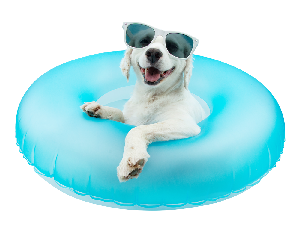 Cachorro na boia verão Elanco